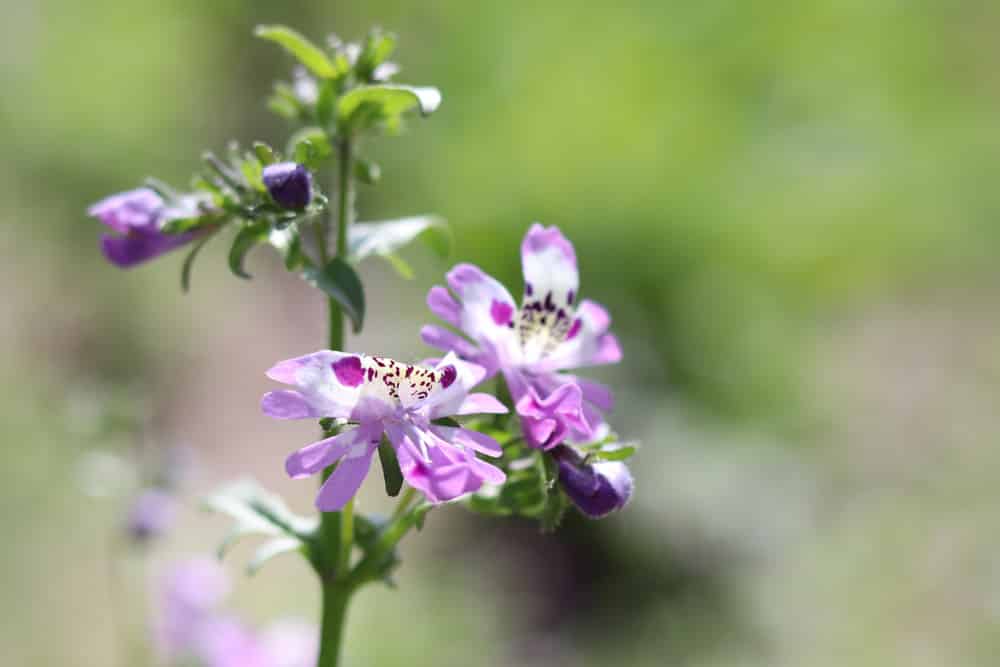 Bauernorchidee - Spaltblume - Schizanthus