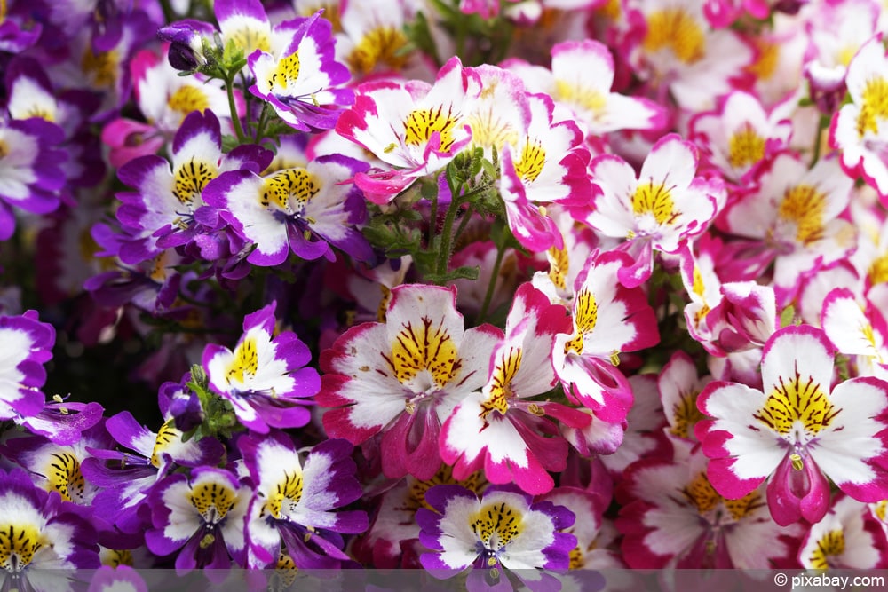 Bauernorchidee - Spaltblume - Schizanthus