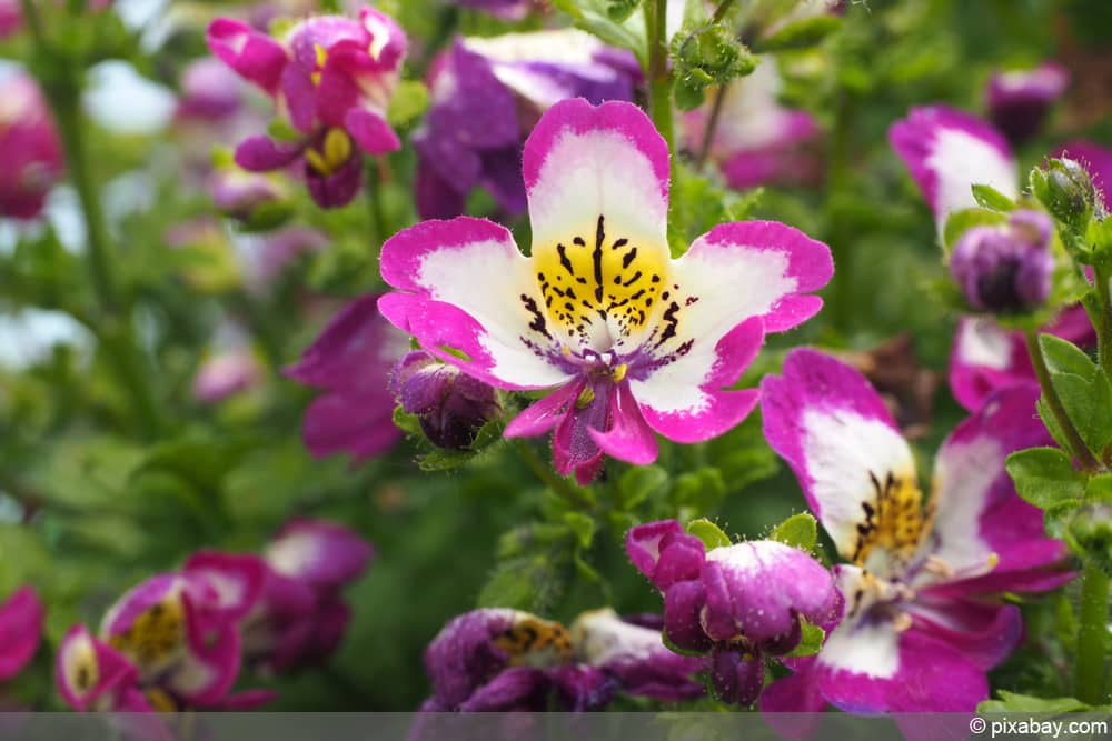 Bauernorchidee - Spaltblume - Schizanthus