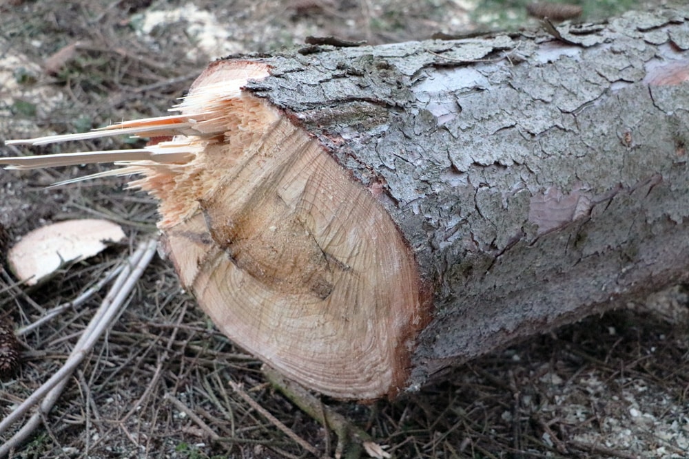 Baum fällen