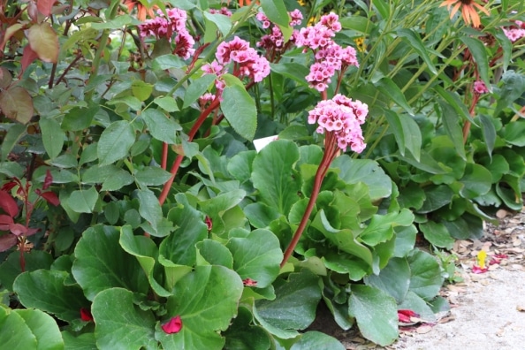 Bergenien, Bergenia Sorten und PflegeAnleitung