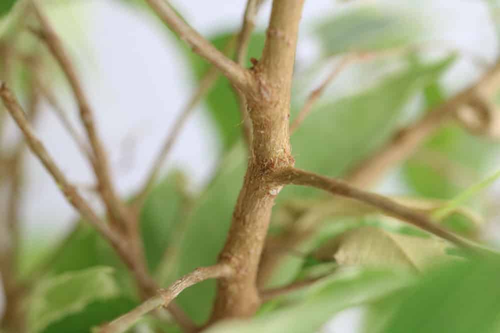 Ficus benjamini - Birkenfeige schneiden