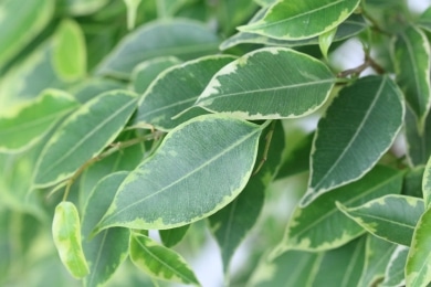 Ficus benjamini schneiden - Birkenfeige