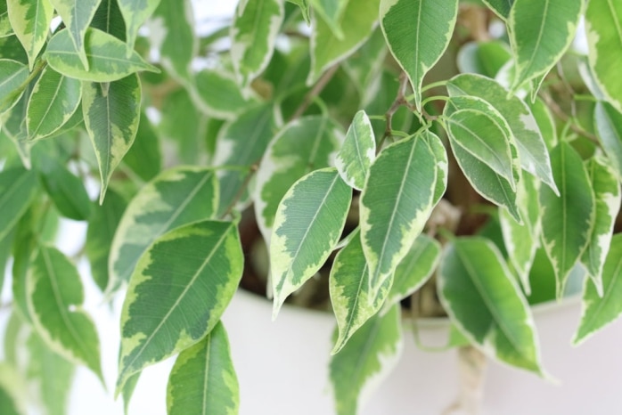 So schneiden Sie den Ficus Benjamini richtig eine Anleitung