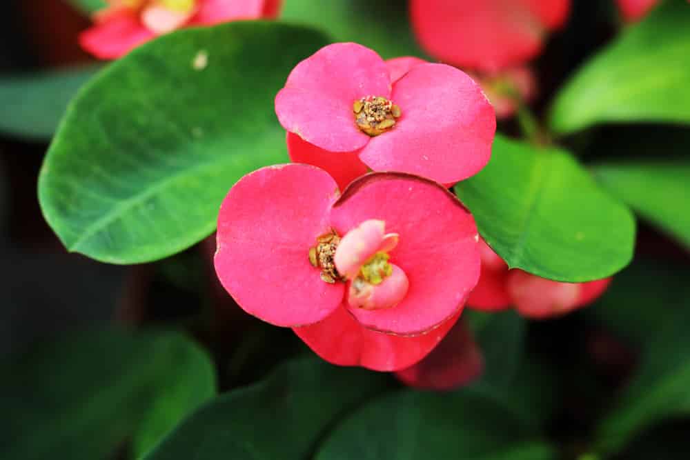 Christusdorn - Euphorbia milii - Südfenster