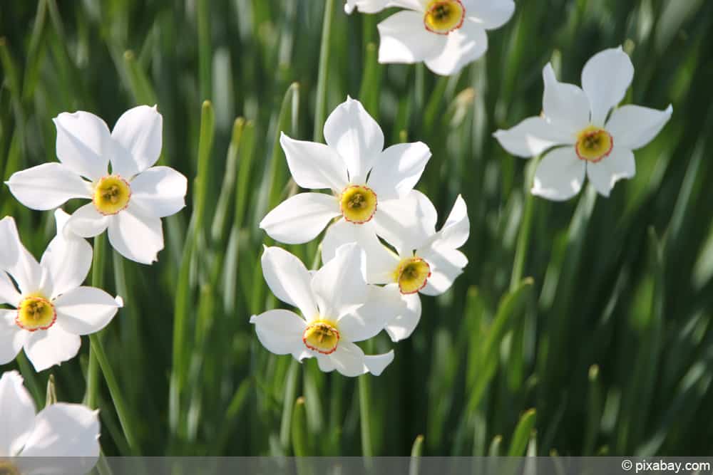 Narcissus poeticus, Dichternarzisse