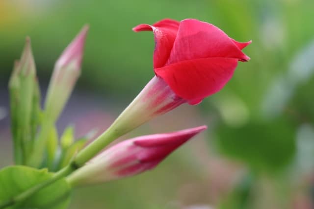 Dipladenia 'Sundaville red' Pflege der Mandevilla als Zimmerpflanze