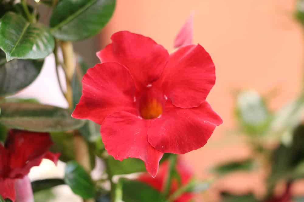 Dipladenia 'Sundaville red' - Mandevilla