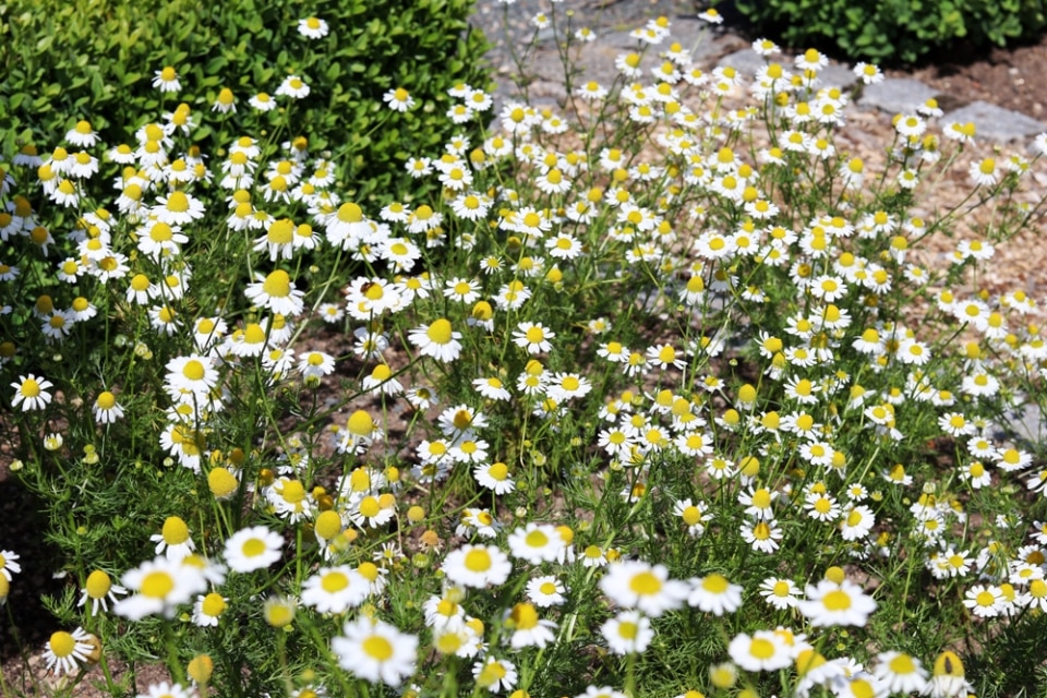 Einjährige Sommerblumen umfassende Liste nach Farben sortiert