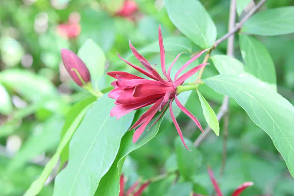 echter Gewürzstrauch - Calycanthus floridus