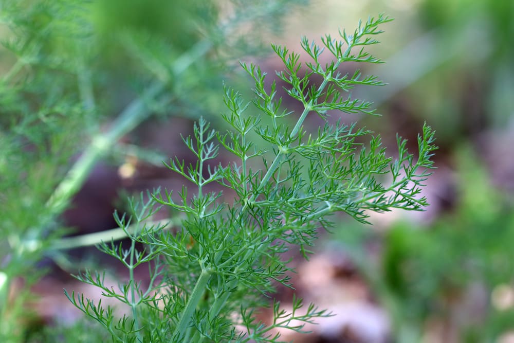 Fenchel - Foeniculum vulgare