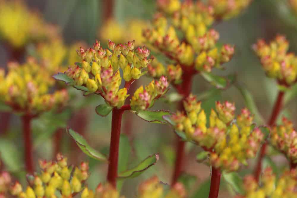 Fette Henne schneiden - Sedum aizoon