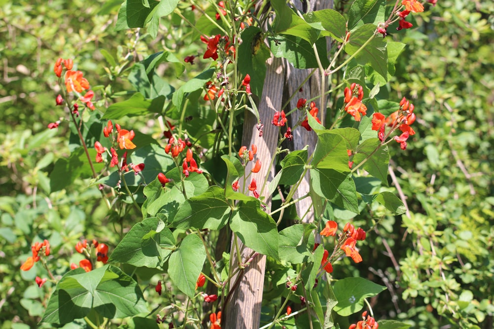 Feuerbohne - Phaseolus coccineus