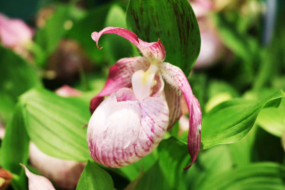 Frauenschuh Orchidee Cypripedium