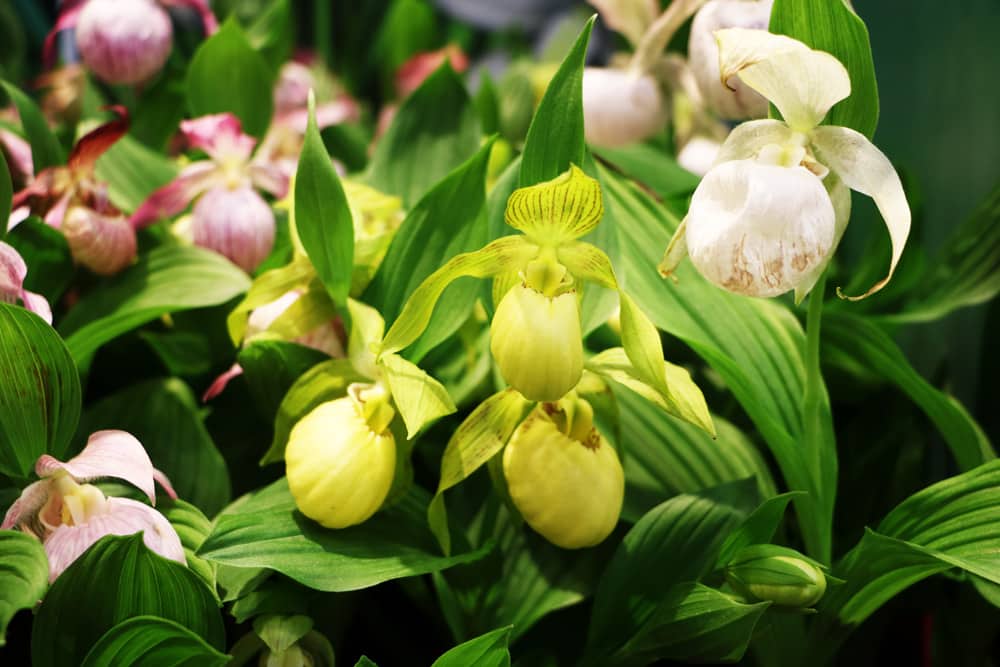 Frauenschuh Orchidee Cypripedium