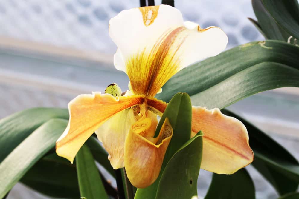 Frauenschuh orchidee paphiopedilum Venusschuh