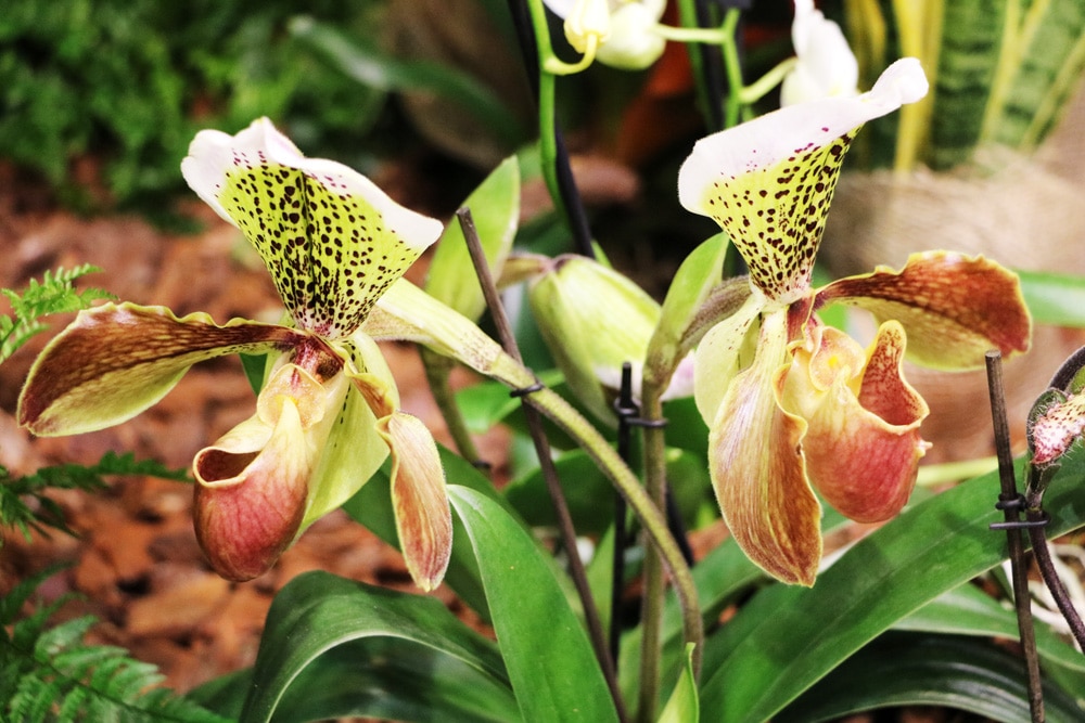 Frauenschuh - Orchidee paphiopedilum