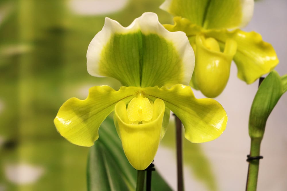 Frauenschuh - Orchidee - Paphiopedilum