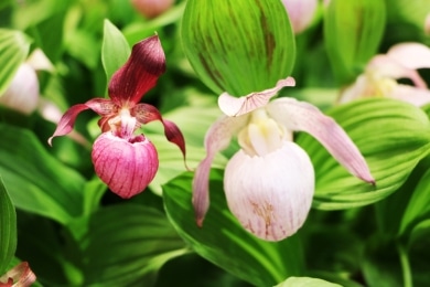 Frauenschuh Orchidee - Paphiopedilum