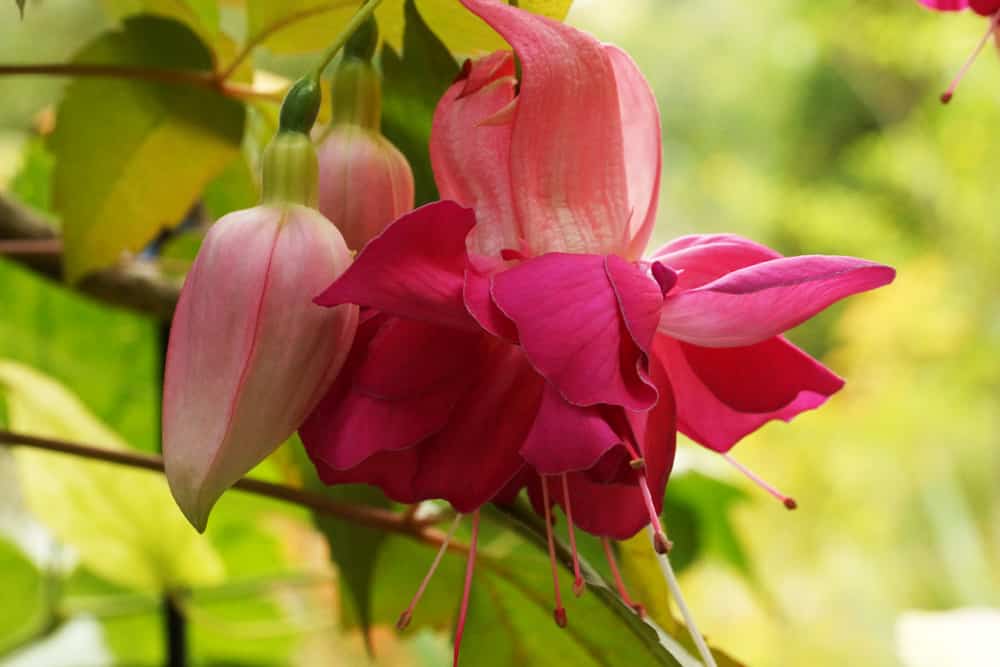 Fuchsie - Fuchsia