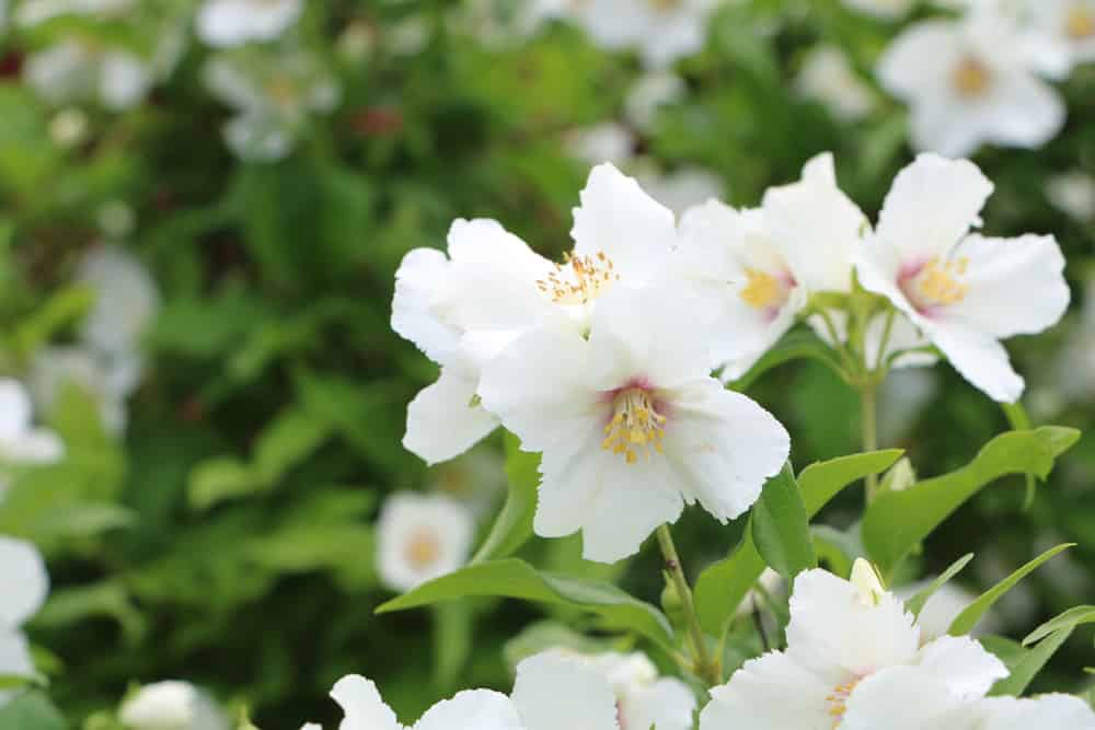 Gartenjasmin - Philadelphus