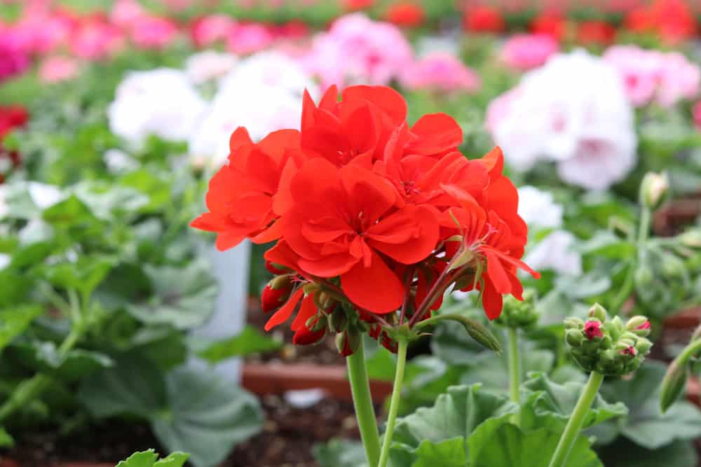 Duftpelargonien Geranien Pelargonium