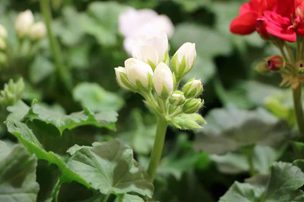 Geranie - Pelargonie pelargonium