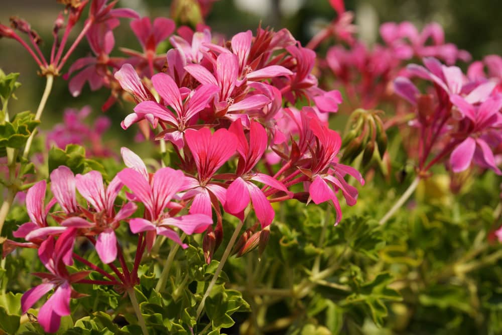 Geranie - Pelargonie pelargonium