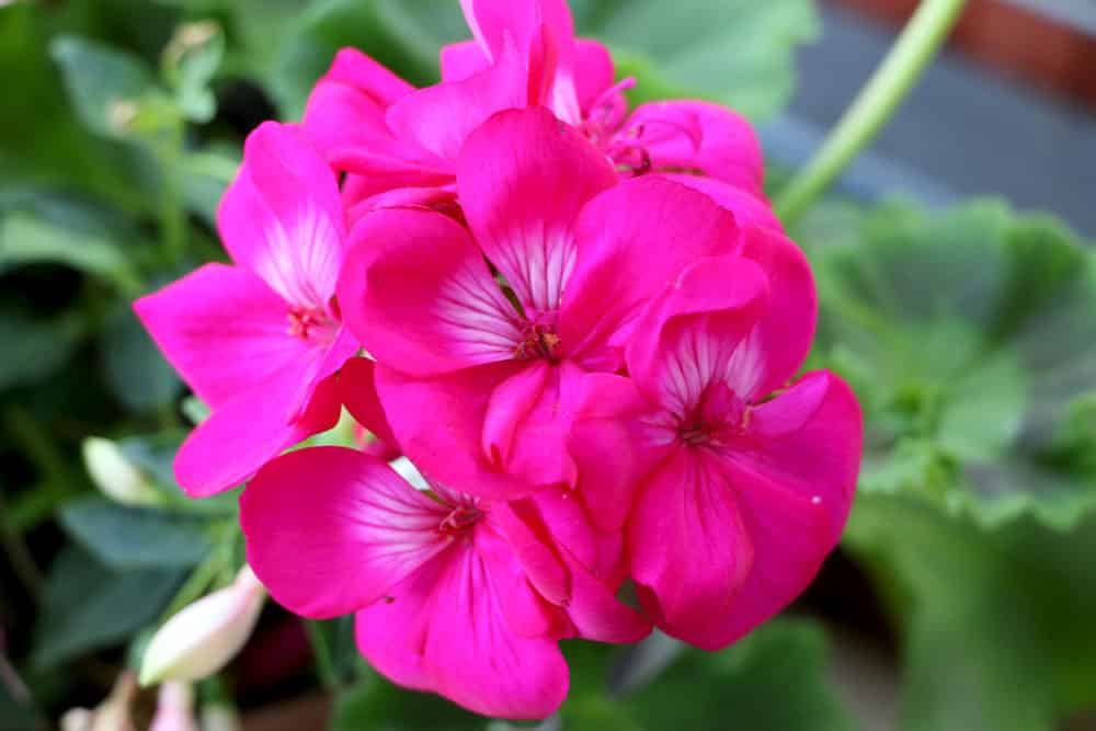 Geranie - Pelargonie pelargonium