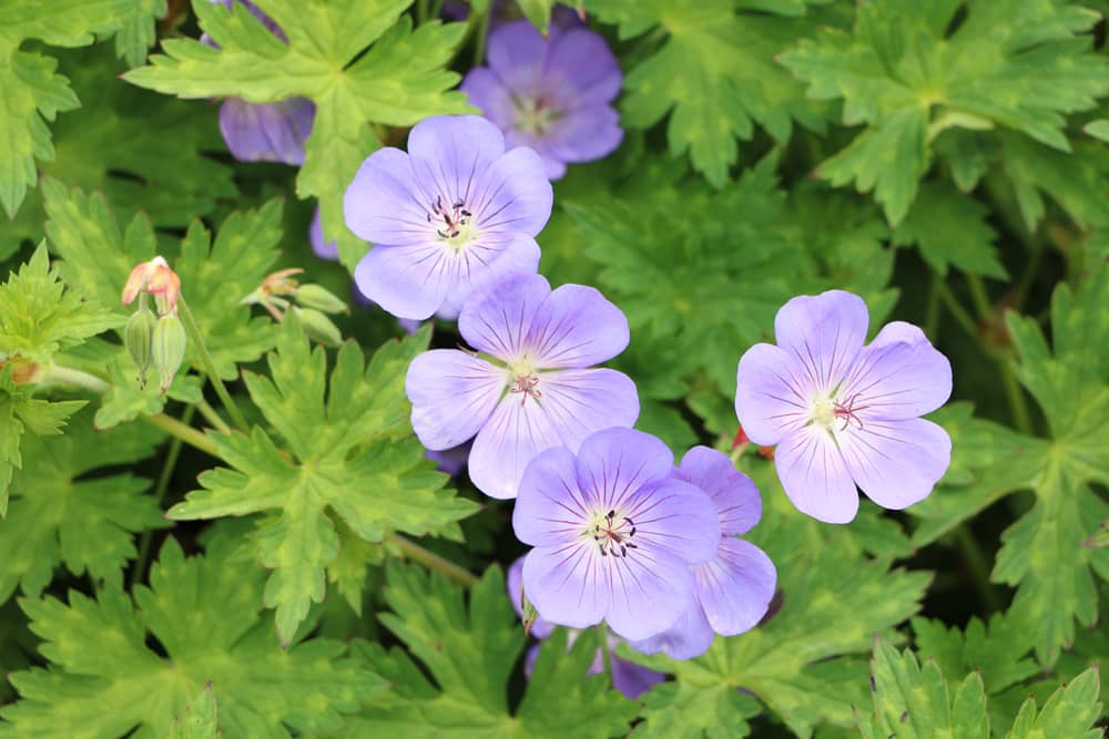 Geranium wallichianum - Storchschnabel