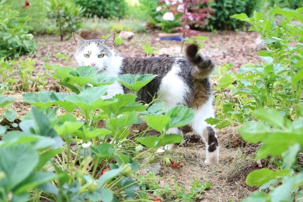 Katzen vertreiben 6 wirksame Methoden aus dem Garten fernhalten