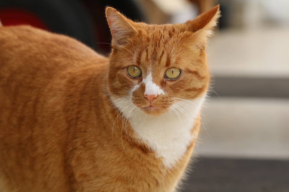 Ratgeber - Katzenschreck wird oft auch für die Nachbarn zu einer Plage