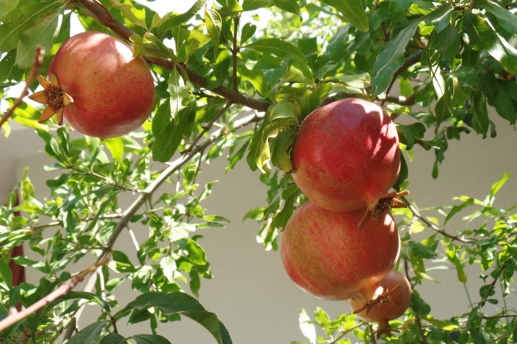 GranatapfelbaumPflege von AZ + so überwintern Sie den Granatapfel