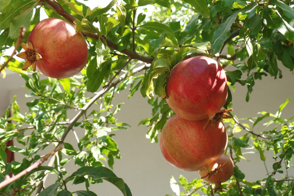 organische dünger rasen Bio Rasendünger 5kg (NPK 10-2-4) – Der Gartencoach