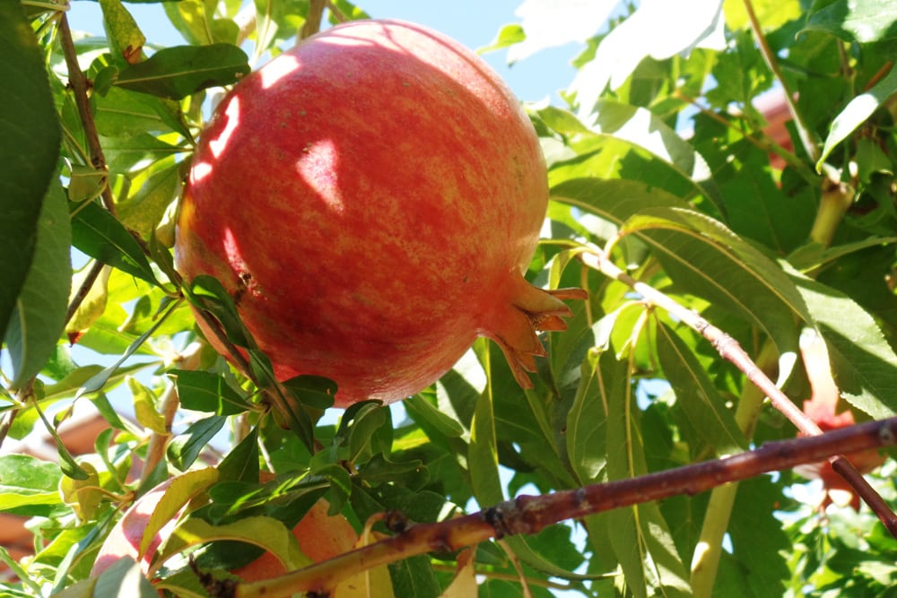 Granatapfel - Punica granatum