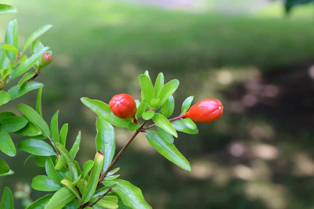 Granatapfel - Punica granatum