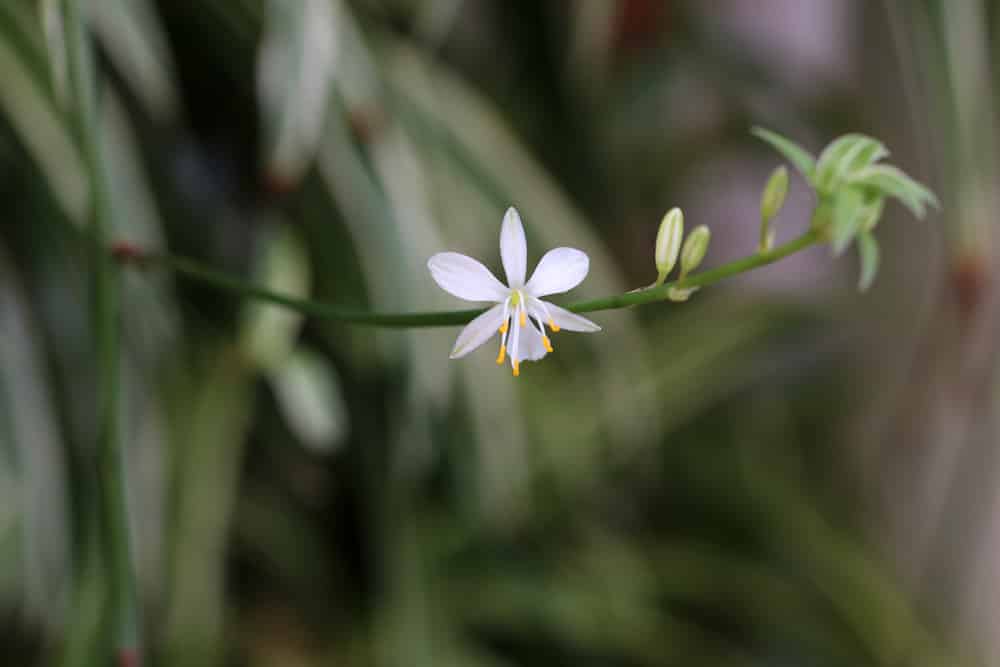 Grünlilie - Chlorophytum comosum