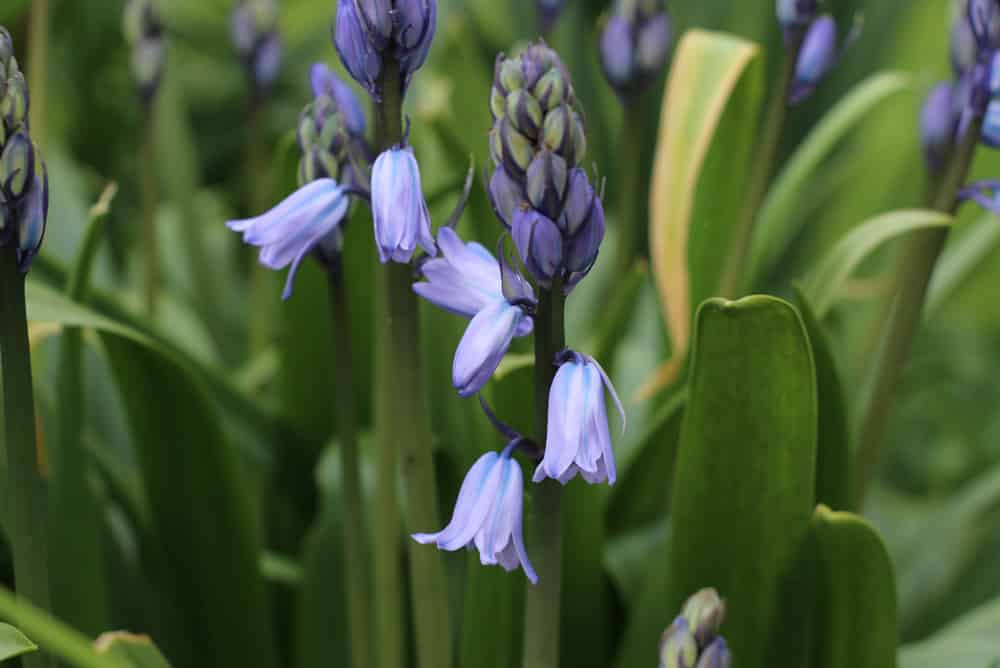 Hasenglöckchen - Hyacinthoides