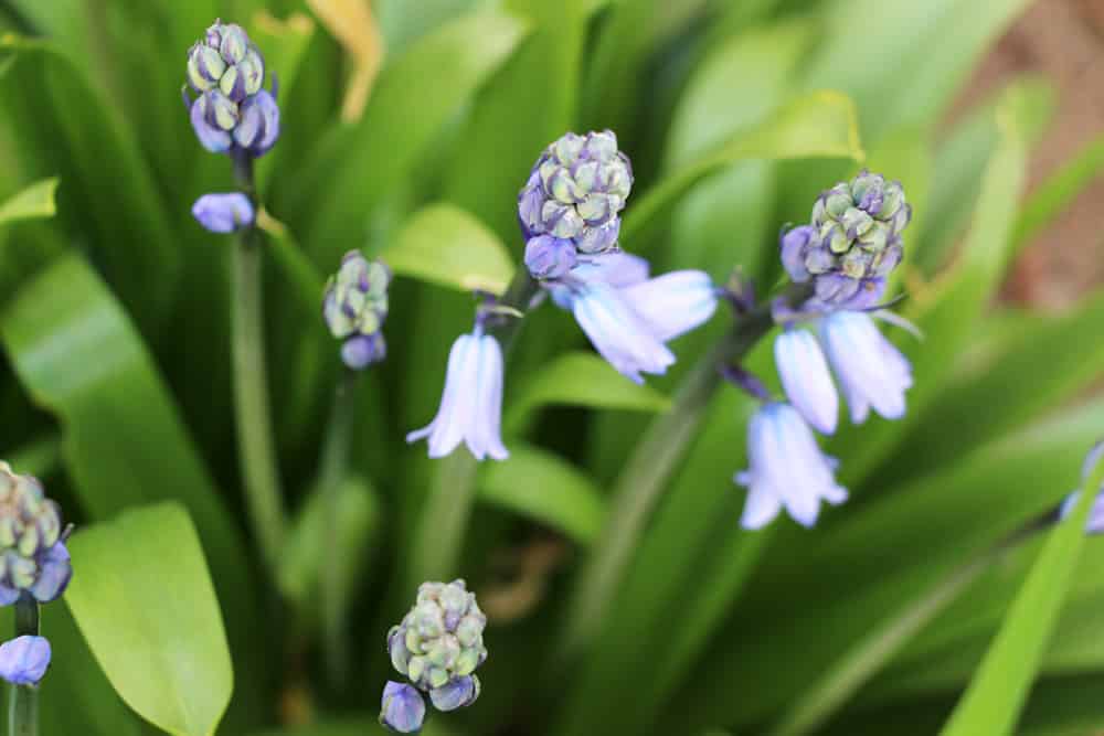 Hasenglöckchen - Hyacinthoides