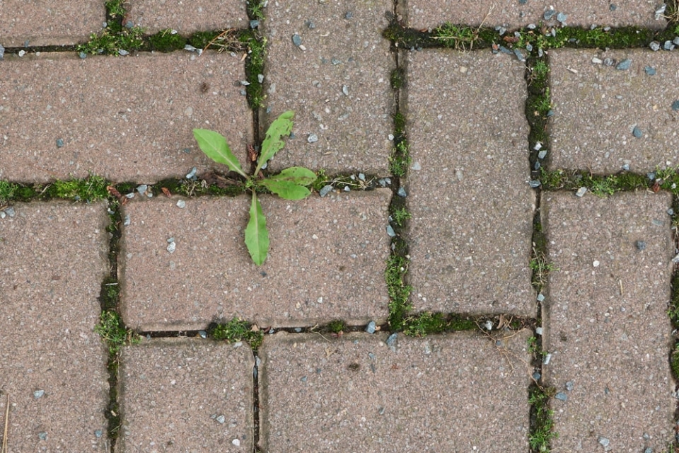 Banvel M Tipps zur Anwendung und Dosierung