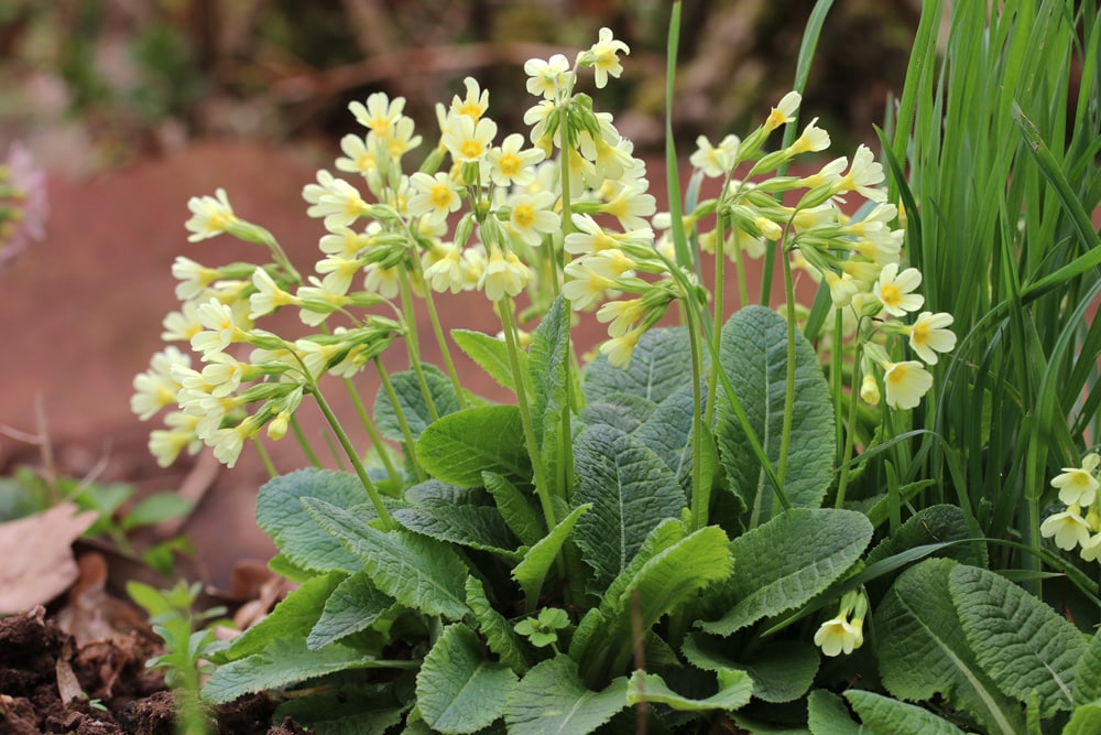 hohe Schlüsselblume - Primula elatior