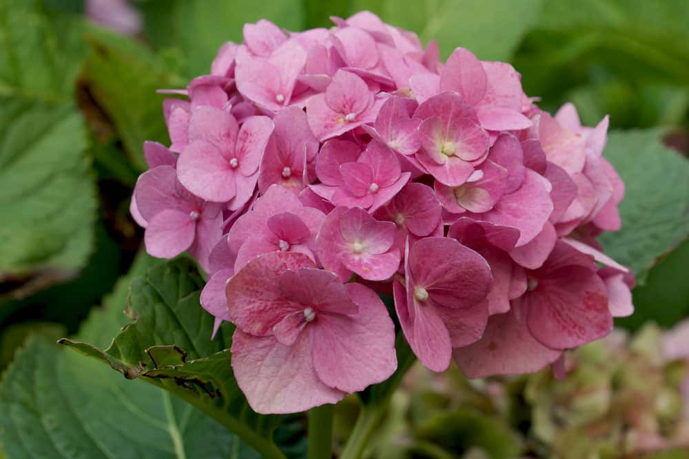 Bauernhortensie - Hydrangea macrophylla