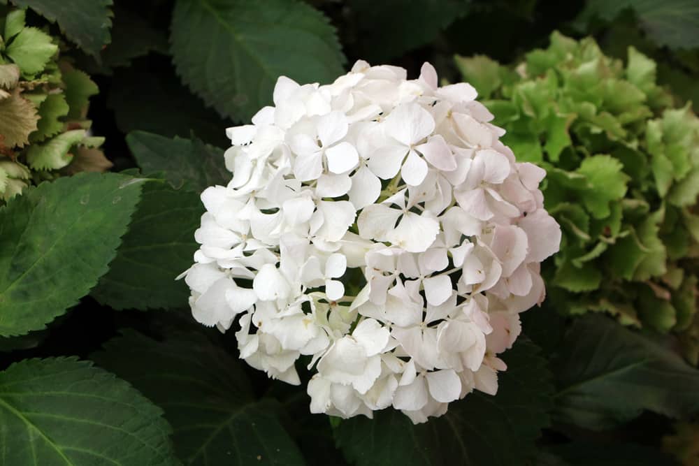 Hortensie hydrangea