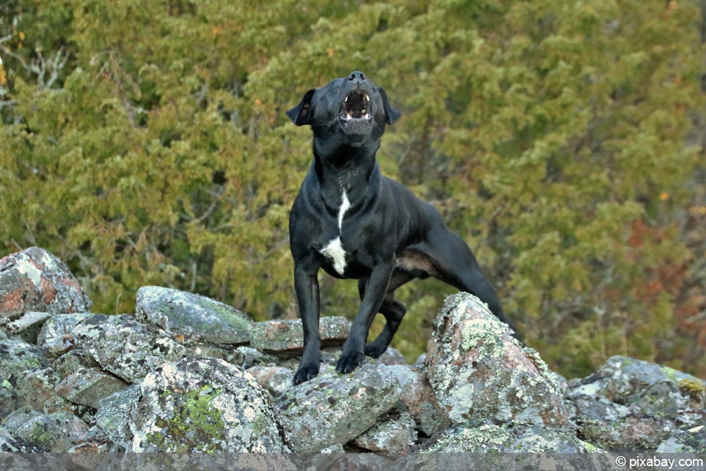 Hundegebell - Ruhestörung?