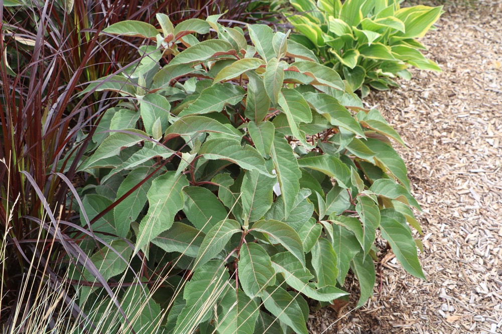 Samthortensie - Hydrangea sargentiana