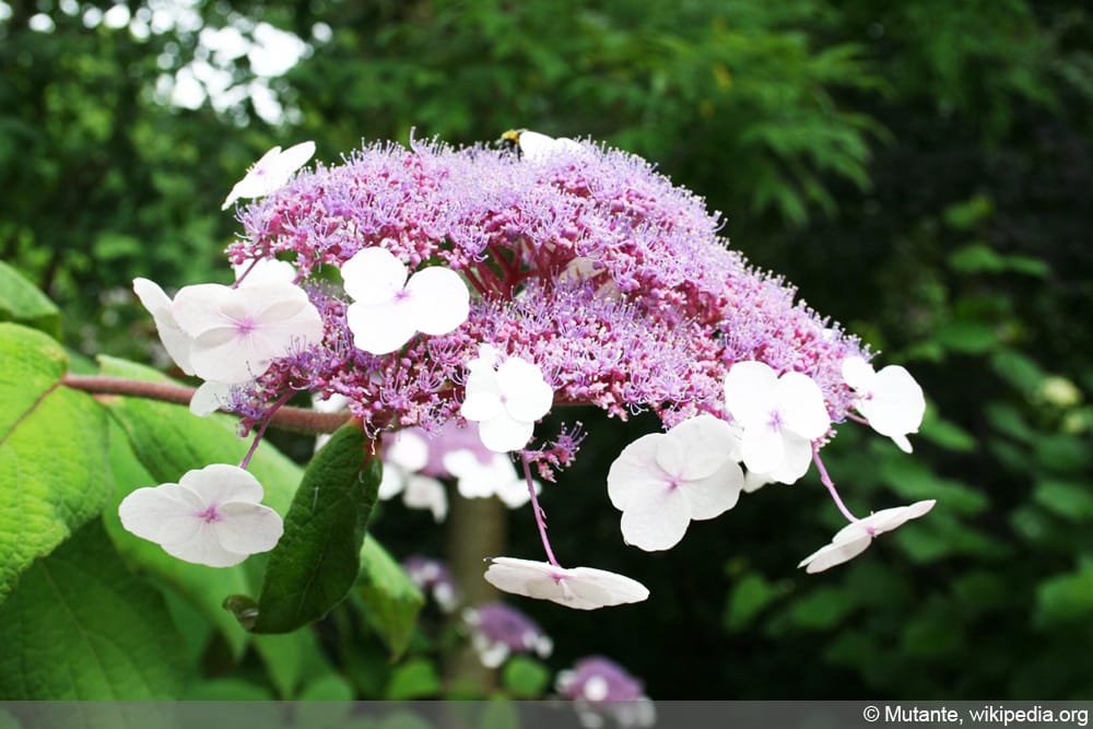 Samthortensie - Hydrangea sargentiana