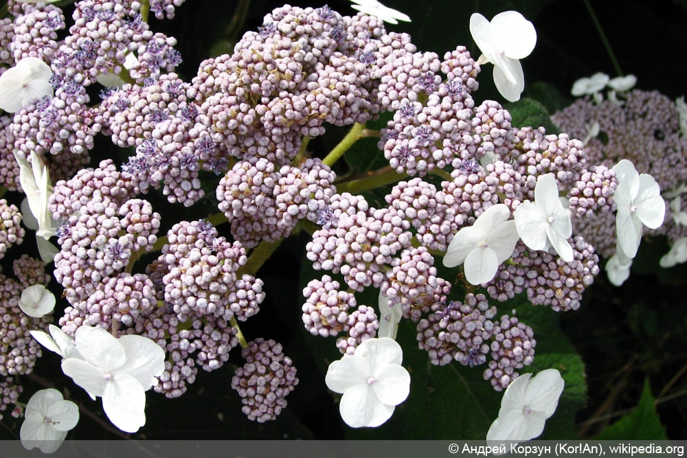 Samthortensie - Hydrangea sargentiana