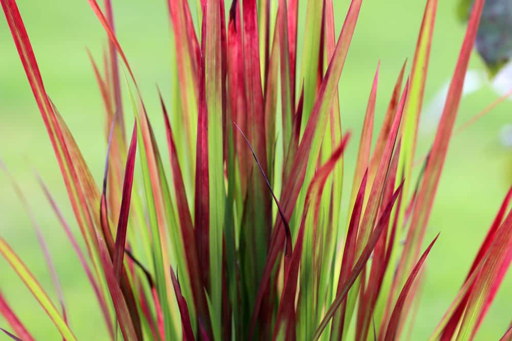 japanisches Blutgras - Imperata cylindrica