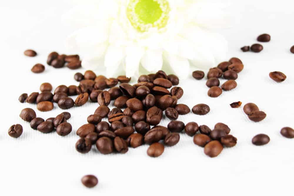 Kaffeebohnen - Coffea arabica