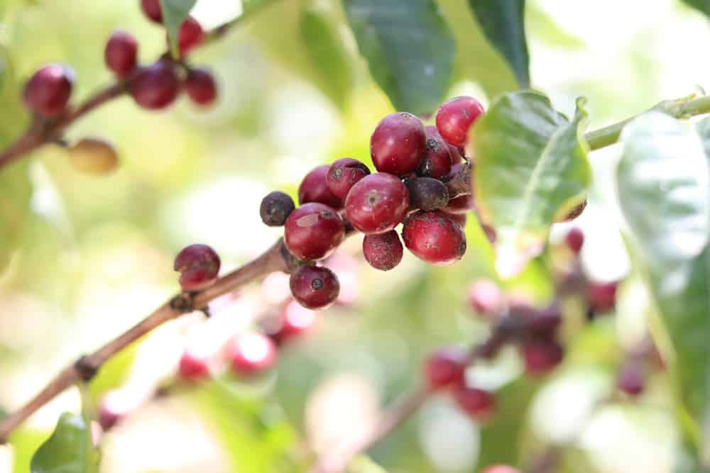 Kaffeestrauch - Coffea arabica